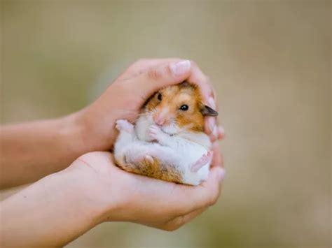 hamster penis|Hamster Penis Paraphimosis – The Problem No One Talks About